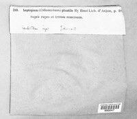 Scytinium plicatile image